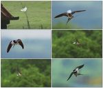 燕子空中飞行慢镜头
