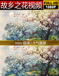 故乡花视频