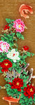 牡丹花