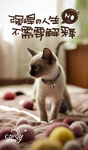 猫海报