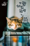 猫咪海报