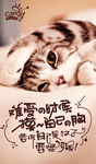 猫海报