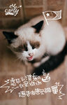 猫海报