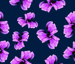 蝴蝶花