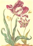 油画图片素材 红色郁金香