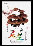 灵芝海报下载