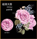 蔷薇