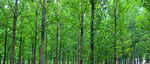 树林  丛林  绿色背景