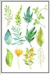 水彩植物