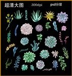 水彩多肉植物
