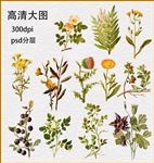 手绘植物