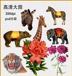 动物花卉
