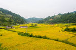 金堡秀地稻田