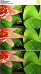 荷花绽放