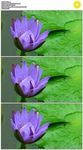 紫色莲花