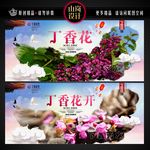 丁香花