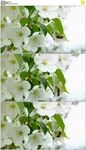 蜜蜂在苹果花上授粉