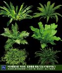 森系植物素材