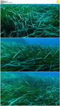 深海草丛