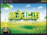 新茶上市