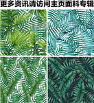 棕榈叶图案 热带风情植物