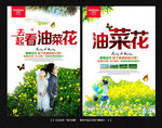 油菜花