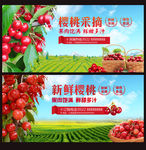 新鲜樱桃 采摘