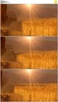 夕阳收割小麦
