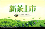 新茶上市