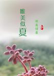 意境封面 多肉植物