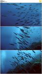 蓝色海水鱼群