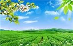 时尚风景茶叶背景墙