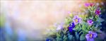 花花世界