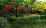 红枫水生植物河道景观图