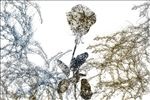 梦幻水珠抽象玫瑰花电视背景墙