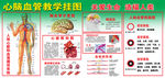 心脑血管教学挂图