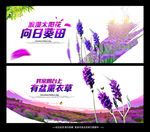 薰衣草
