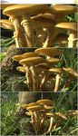蘑菇香菇