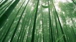 竹林 高清VJ舞台背景