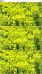 黄色花丛