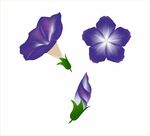 牵牛花