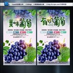 有机葡萄 葡萄上市