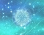 蒲公英