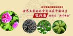 油牡丹