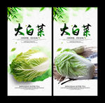 大白菜