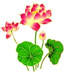 荷花分层文件