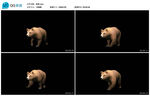 棕熊视频素材
