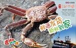 松叶蟹宣传图片