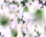 百合花