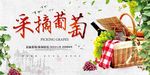 采摘葡萄